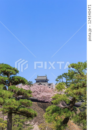 〈島根県〉春の松江城 天守と桜(4月) 〈島根県〉春の松江城 天守と桜(4月) 124540471