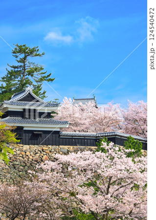 〈島根県〉春の松江城　南櫓と天守（4月） 124540472
