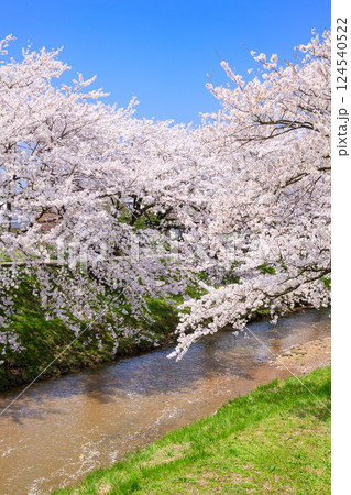 〈島根県〉玉造温泉　玉湯川沿いに咲く満開の桜 124540522