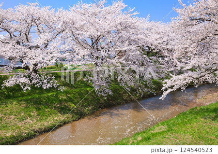 〈島根県〉玉造温泉 玉湯川沿いに咲く満開の桜 〈島根県〉玉造温泉 玉湯川沿いに咲く満開の桜 124540523
