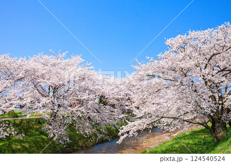 〈島根県〉玉造温泉 玉湯川沿いに咲く満開の桜 〈島根県〉玉造温泉 玉湯川沿いに咲く満開の桜 124540524