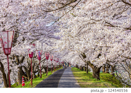 〈島根県〉斐伊川堤防　満開の桜並木を歩く人 124540556