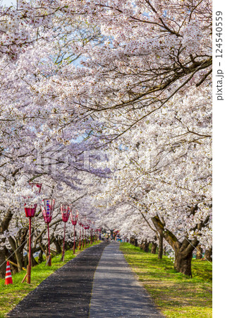 〈島根県〉斐伊川堤防　満開の桜並木を歩く人 124540559