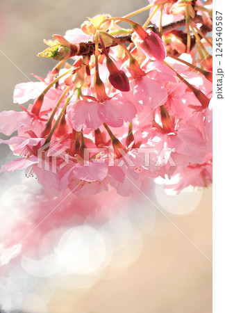 桜 124540587