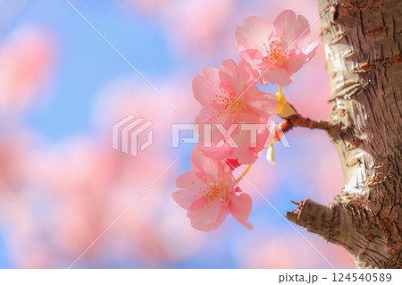 桜 124540589
