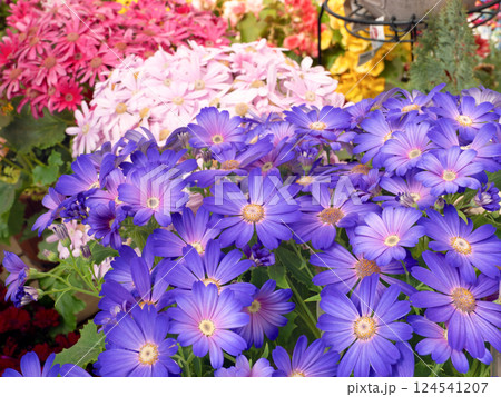 サイネリアの鉢植え 124541207