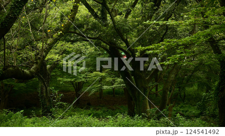 森林 124541492