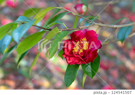 Camellia red double flower with yellow stamens and curly petals. 124541507