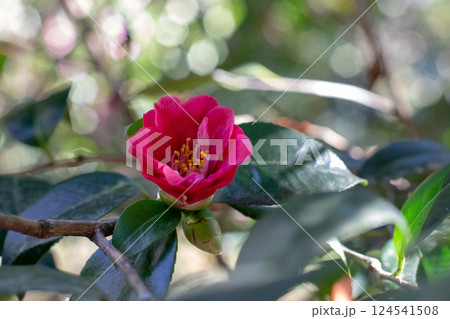 Camellia red semi-double flower with yellow stamens. Camellia red semi-double flower with yellow stamens. 124541508