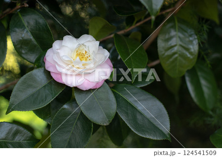 Camellia white and pink bicolor flower with yellow stamens and glossy green foliage. Camellia white and pink bicolor flower with yellow stamens and glossy green foliage. 124541509