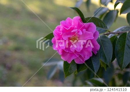 Camellia pink flower in the shady garden. Camellia pink flower in the shady garden. 124541510