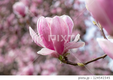 Magnolia soulangeana, saucer magnolia or tulip tree cup-and-saucer shape flower close-up. Magnolia soulangeana, saucer magnolia or tulip tree cup-and-saucer shape flower close-up. 124541545