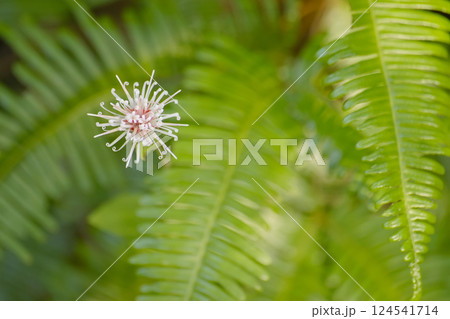 コウヤボウキ 124541714