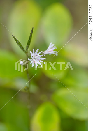 キッコウハグマ 124541720