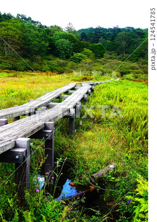 栃木　古峰ヶ原　井戸湿原 124541785