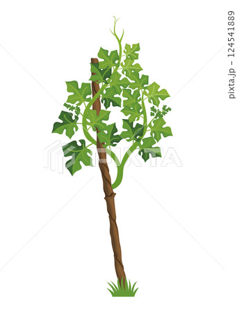 Growing Grapevine Bearing Plants and Vines Growing Grapevine Bearing Plants and Vines 124541889