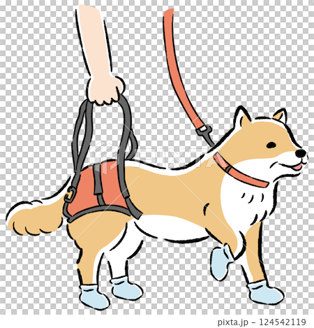 ウォーキングベルトを使うシニア犬の手描きイラスト 124542119