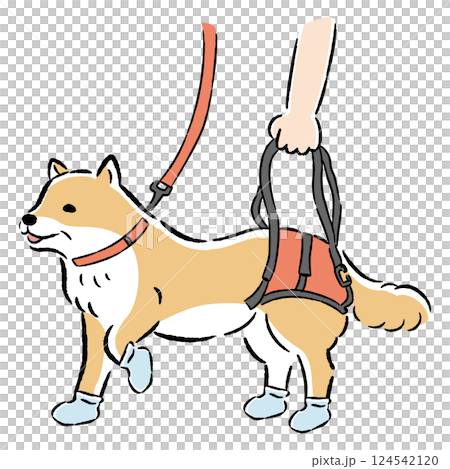 Hand-drawn illustration of a senior dog using a walking belt 124542120