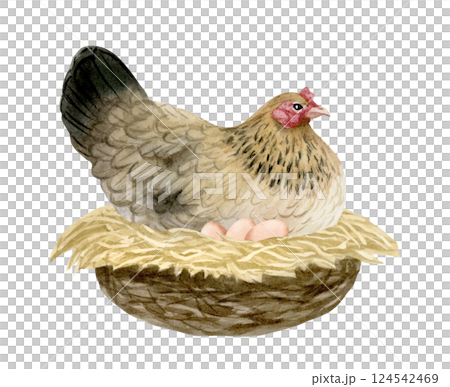 Brown chicken hen on nest hatching eggs watercolor illustration isolated on white. Poultry yard sitting bird for farm designs. Realistic fowl clipart for organic eco products 124542469