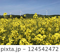 菜の花畑02 124542472