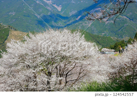 高知のひょうたん桜 高知のひょうたん桜 124542557