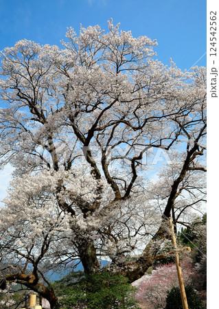 高知のひょうたん桜 高知のひょうたん桜 124542562