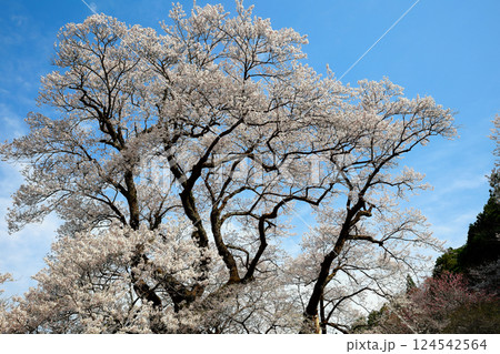 高知のひょうたん桜 高知のひょうたん桜 124542564