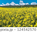 菜の花畑01 124542570