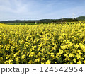 菜の花畑03 124542954