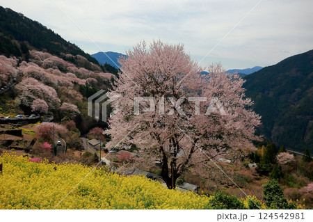 高知のひょうたん桜 124542981