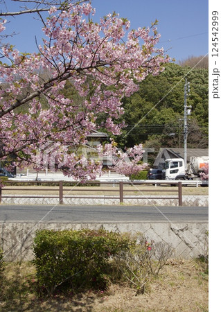 倉敷川　満開の河津桜の春　倉敷川親水公園 124542999