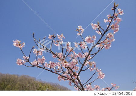 倉敷川　満開の河津桜の春　倉敷川親水公園 124543008