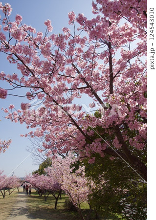 倉敷川　満開の河津桜の春　倉敷川親水公園 124543010