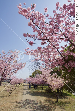 倉敷川　満開の河津桜の春　倉敷川親水公園 124543013