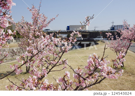 倉敷川　満開の河津桜の春　倉敷川親水公園 124543024