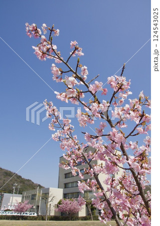倉敷川　満開の河津桜の春　倉敷川親水公園 124543025