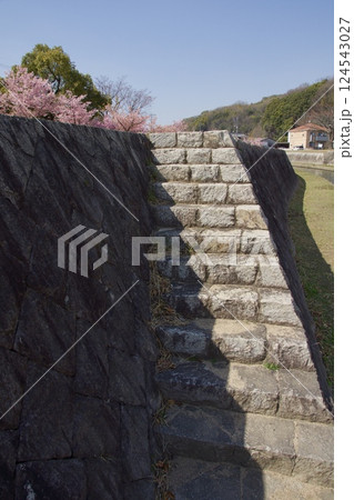 倉敷川　満開の河津桜の春　倉敷川親水公園 124543027
