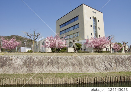 倉敷川 満開の河津桜の春 倉敷川親水公園 倉敷川 満開の河津桜の春 倉敷川親水公園 124543028