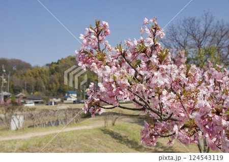 倉敷川　満開の河津桜の春　倉敷川親水公園 124543119