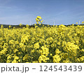 菜の花畑04 124543439