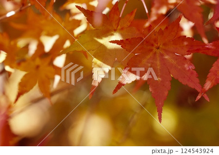 紅葉した美しいモミジ 紅葉した美しいモミジ 124543924