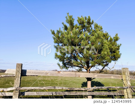 wooden fence along a grassy field, bordered by trees, clouds loom overhead. scenery captures tranquility of rural life in autumn 124543995