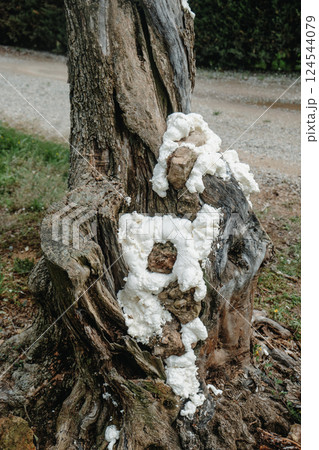 holes filled with foam spray in an olive tree 124544079