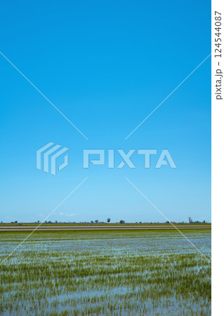 detail of a waterlogged rice field in Spain 124544087