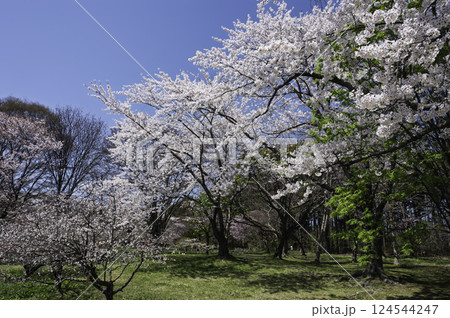 満開の桜のある公園 満開の桜のある公園 124544247