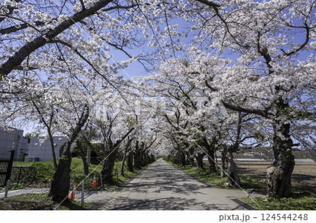 桜のトンネルを歩く 124544248