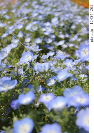 ネモフィラの青い花　　 *～*** Babyblueeyes ***～* 124544263