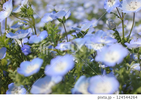 ネモフィラの青い花　　 *～*** Babyblueeyes ***～* 124544264