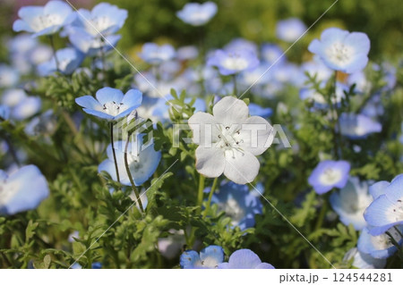 ネモフィラの青い花　　 *～*** Babyblueeyes ***～* 124544281
