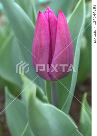 ピンクのチューリップ 124544298